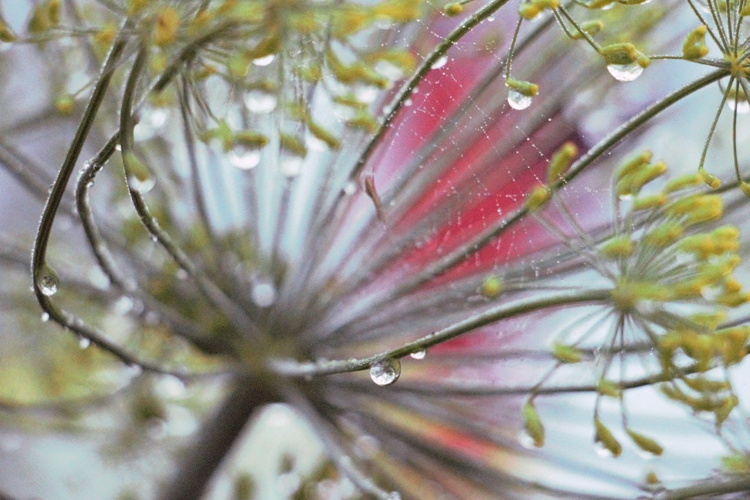 Dewdrops &amp; Spiderwebs